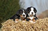 GRAND BOUVIER SUISSE 070